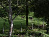 tropical hardwood scenery with horses in Costa Rica